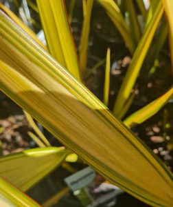 Phormium 'Apricot Queen' 2L