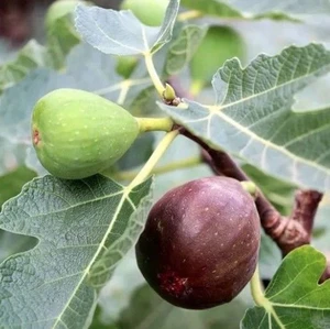 Ficus 'Figalicious' 2.5L