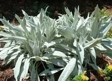 Senecio niveoaureus 'Bella Gri 1L