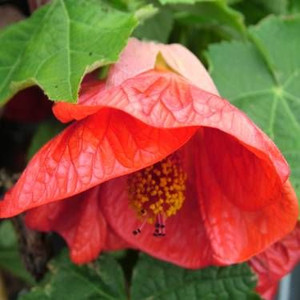 Abutilon 'Ashford Red' 2.5L