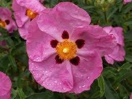 Cistus 'Brilliancy' 2.5L