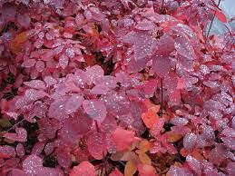 Cotinus coggygria 'Grace' - St 8.5L