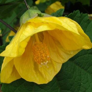 Abutilon 'Yellow' 2.5L