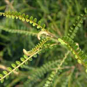 Sophora longicarinata 2.5L