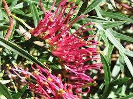 Grevillea 'Bronze Rambler' 2.5L