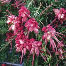 Grevillea 'Drummer Boy' 2.5L