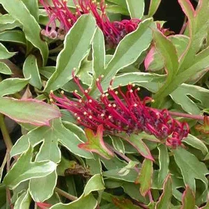 Grevillea 'Gaudi's Ghost' 2.5L