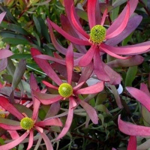 Leucadendron 'Plum Supreme' 3.3L