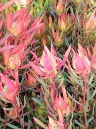 Leucadendron 'Fireglow' 3.3L