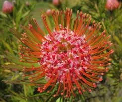 Leucospermum 'Tango' 1.5L