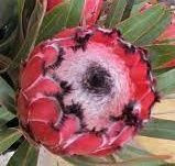 Protea 'Fiery Sunset' 3.5L
