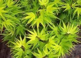 Acer p 'Mikawa Yatsabusa' 6L (95702) PB18