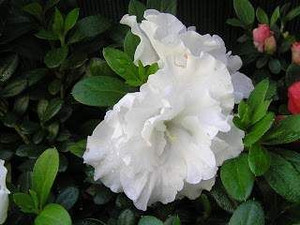 Azalea 'Aline' 2.5L