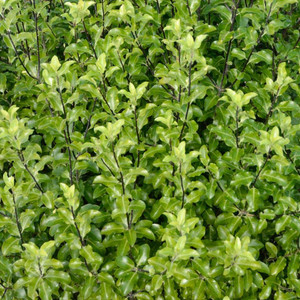 Pittosporum 'Tandarra Gold' 3.5L (80524) 2.5L