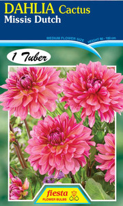 Dahlia Cactus 'Missis Dutch'