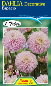 Dahlia Decorative 'Espacio'