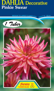 Dahlia Decorative 'Pinkie Swea