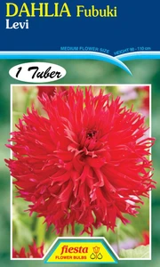 Dahlia Fubuki 'Levi'