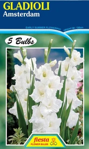 Gladioli 'Amsterdam' 5's