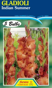 Gladioli 'Indian Summer' 5's