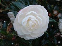 Camellia s 'Early Pearly - Sta 6L