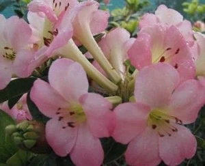 Rhododendron vireya 'First Lig 2.5L