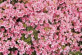 Azalea 'Kirin' 14cm