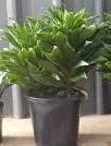 Dracaena  'Janet Craig' 14cm