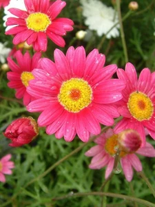 Argyranthemum 'Carmine Superno 14cm