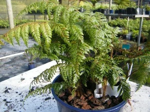 Lastreopis hispida 2.5L