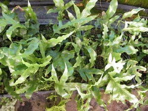 Microsorum pustulatum 2.5L