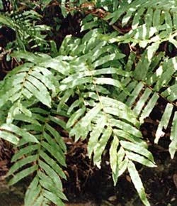 Blechnum minus 2.5L