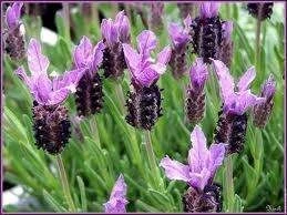 Lavender stoechas 9cm