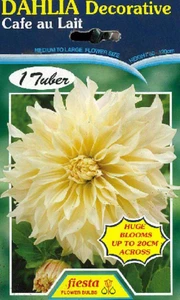Dahlia Decorative 'Cafe au Lai