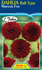 Dahlia Ball Type 'Maroon Fox'