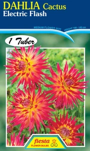 Dahlia Cactus 'Electric Flash'