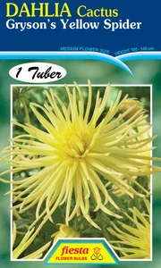 Dahlia Cactus 'Grysons Yellow