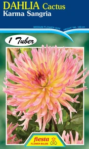 Dahlia Cactus 'Karma Sangria'