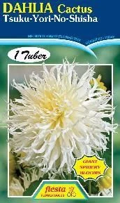 Dahlia Cactus 'Tsuki Yori No S