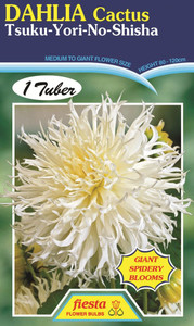 Dahlia Cactus 'Tsuki Yori No S