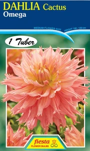 Dahlia Cactus 'Omega'