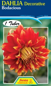 Dahlia Decorative 'Bodacious'
