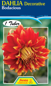 Dahlia Decorative 'Bodacious'