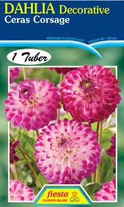 Dahlia Decorative 'Ceras Corsa