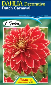 Dahlia Decorative 'Dutch Carna