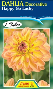 Dahlia Decorative 'Happy Go Lu