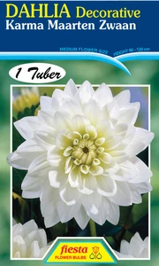 Dahlia Decorative 'Karma Maart