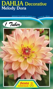Dahlia Decorative 'Melody Dora