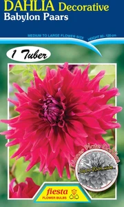 Dahlia Decorative 'Babylon Paa