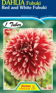 Dahlia Fubaki 'Red & White'